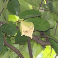 Annona muricata L.